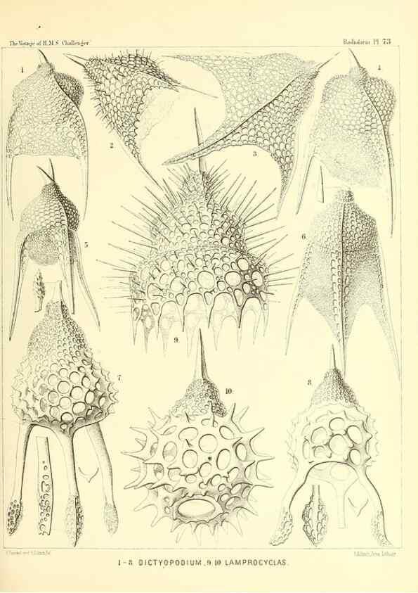 Reproducción/Reproduction 36283726463: Report on the scientific results of the voyage of H.M.S. Challenger during the years 1873-76 under the command of Captain George S. Nares .... Edinburgh :Neill,1880-1895.