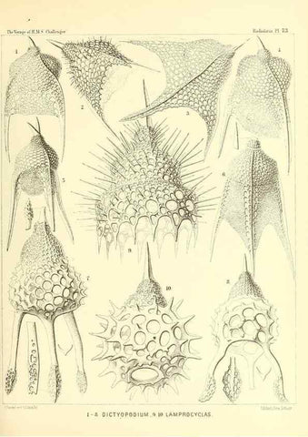 Reproducción/Reproduction 36283726463: Report on the scientific results of the voyage of H.M.S. Challenger during the years 1873-76 under the command of Captain George S. Nares .... Edinburgh :Neill,1880-1895.