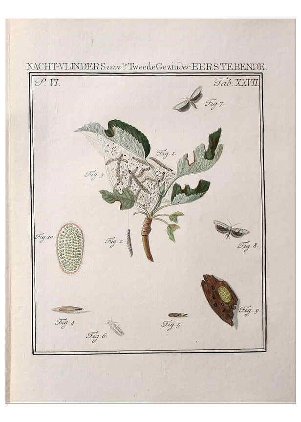 Reproducción/Reproduction 37574709416: Beschouwing der wonderen Gods :. Amsterdam :J.C. Sepp,[1762-1860]. 