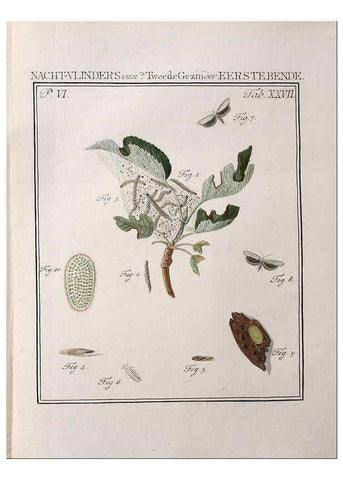 Reproducción/Reproduction 37574709416: Beschouwing der wonderen Gods :. Amsterdam :J.C. Sepp,[1762-1860]. 