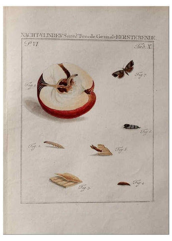 Reproducción/Reproduction 36952520343: Beschouwing der wonderen Gods :. Amsterdam :J.C. Sepp,[1762-1860]. 