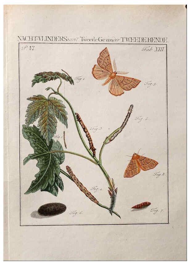 Reproducción/Reproduction 36952523313: Beschouwing der wonderen Gods :. Amsterdam :J.C. Sepp,[1762-1860]. 