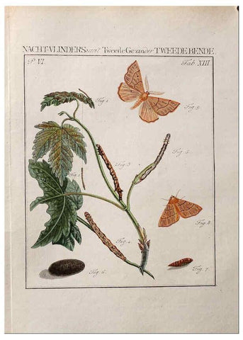 Reproducción/Reproduction 36952523313: Beschouwing der wonderen Gods :. Amsterdam :J.C. Sepp,[1762-1860]. 