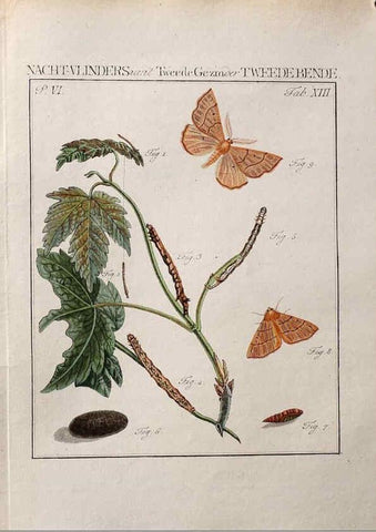 Reproducción/Reproduction 36952523313: Beschouwing der wonderen Gods :. Amsterdam :J.C. Sepp,[1762-1860]. 