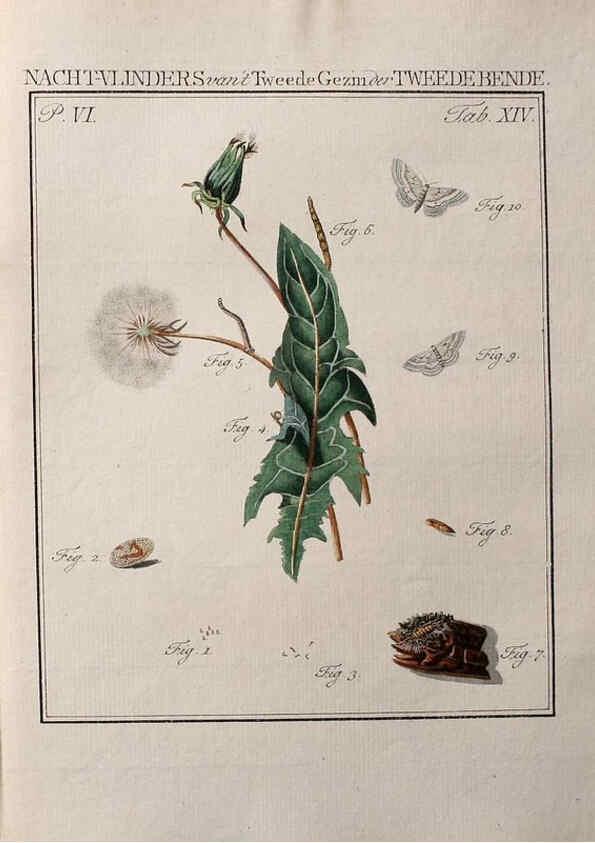 Reproducción/Reproduction 37574694366: Beschouwing der wonderen Gods :. Amsterdam :J.C. Sepp,[1762-1860]. 