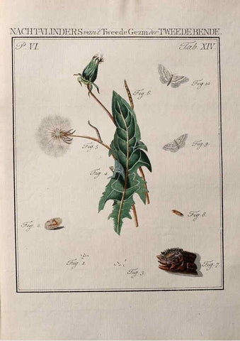 Reproducción/Reproduction 37574694366: Beschouwing der wonderen Gods :. Amsterdam :J.C. Sepp,[1762-1860]. 
