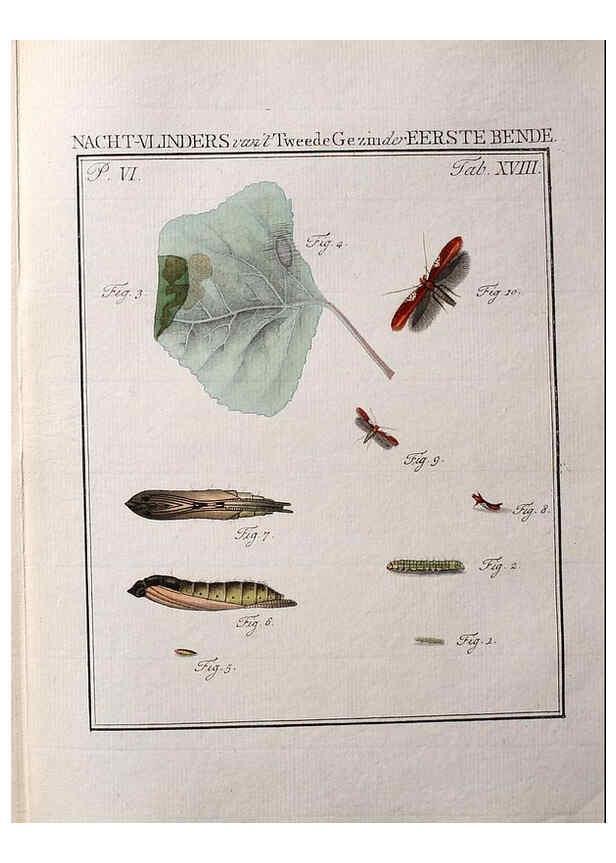 Reproducción/Reproduction 36912770794: Beschouwing der wonderen Gods :. Amsterdam :J.C. Sepp,[1762-1860]. 