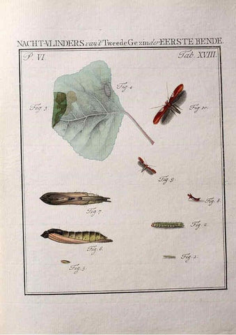 Reproducción/Reproduction 36912770794: Beschouwing der wonderen Gods :. Amsterdam :J.C. Sepp,[1762-1860]. 