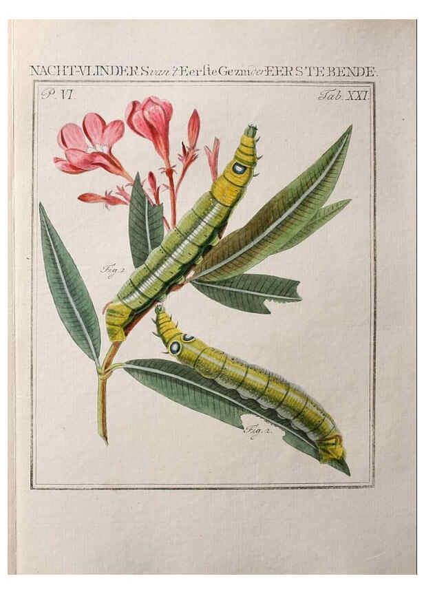 Reproducción/Reproduction 36912775304: Beschouwing der wonderen Gods :. Amsterdam :J.C. Sepp,[1762-1860]. 