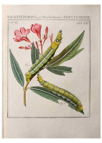 Reproducción/Reproduction 36912775304: Beschouwing der wonderen Gods :. Amsterdam :J.C. Sepp,[1762-1860]. 
