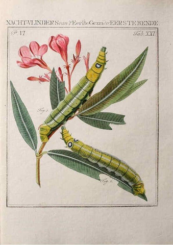 Reproducción/Reproduction 36912775304: Beschouwing der wonderen Gods :. Amsterdam :J.C. Sepp,[1762-1860]. 
