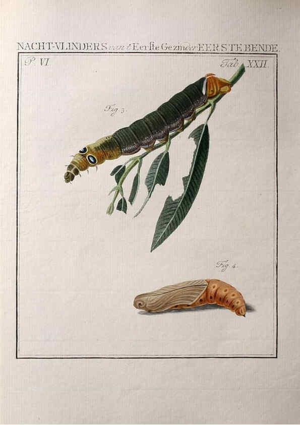 Reproducción/Reproduction 36912776794: Beschouwing der wonderen Gods :. Amsterdam :J.C. Sepp,[1762-1860]. 