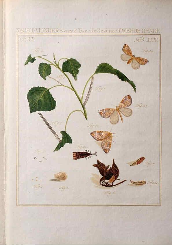 Reproducción/Reproduction 36952536603: Beschouwing der wonderen Gods :. Amsterdam :J.C. Sepp,[1762-1860]. 