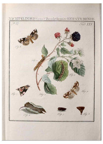 Reproducción/Reproduction 36952538133: Beschouwing der wonderen Gods :. Amsterdam :J.C. Sepp,[1762-1860]. 