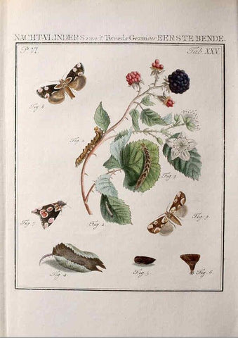 Reproducción/Reproduction 36952538133: Beschouwing der wonderen Gods :. Amsterdam :J.C. Sepp,[1762-1860]. 