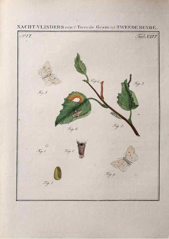 Reproducción/Reproduction 37574708506: Beschouwing der wonderen Gods :. Amsterdam :J.C. Sepp,[1762-1860]. 