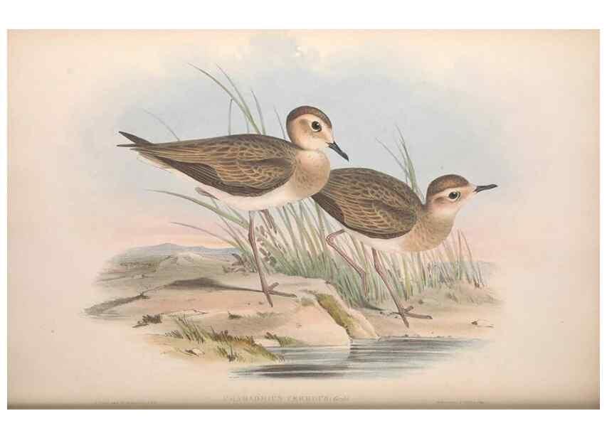 Reproducción/Reproduction 36781514062: The birds of Australia.. London,Printed by R. and J. E. Taylor; pub. by the author,[1840]-48.