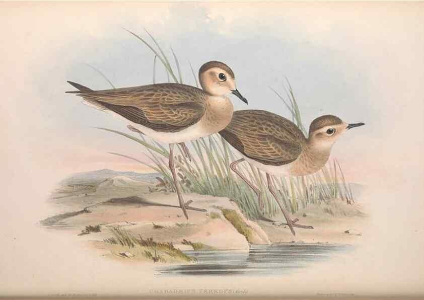 Reproducción/Reproduction 36781514062: The birds of Australia.. London,Printed by R. and J. E. Taylor; pub. by the author,[1840]-48.