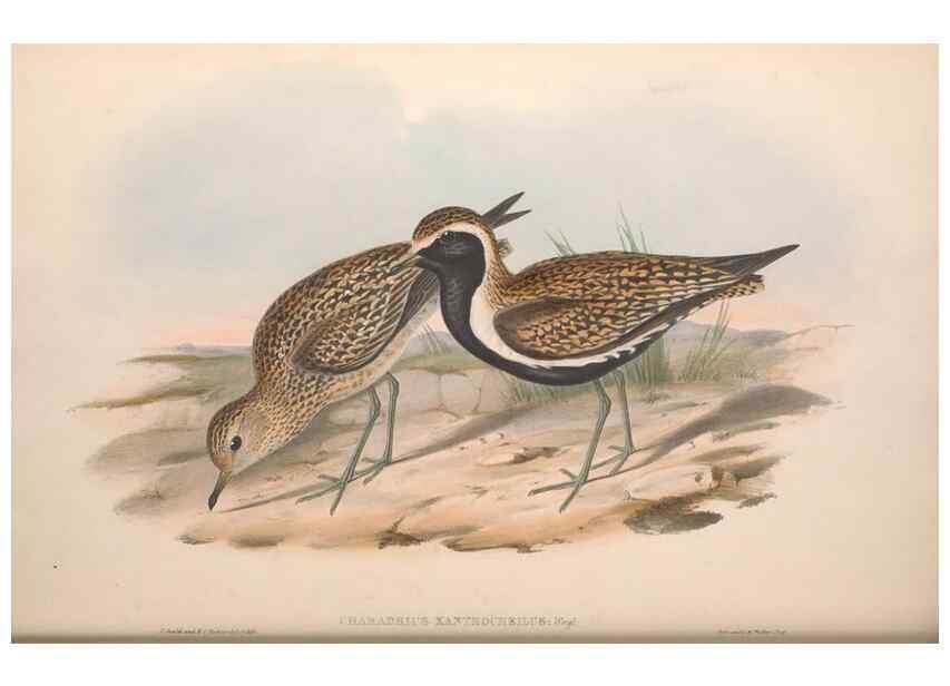 Reproducción/Reproduction 36556399060: The birds of Australia.. London,Printed by R. and J. E. Taylor; pub. by the author,[1840]-48.