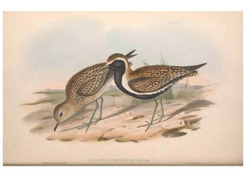Reproducción/Reproduction 36556399060: The birds of Australia.. London,Printed by R. and J. E. Taylor; pub. by the author,[1840]-48.