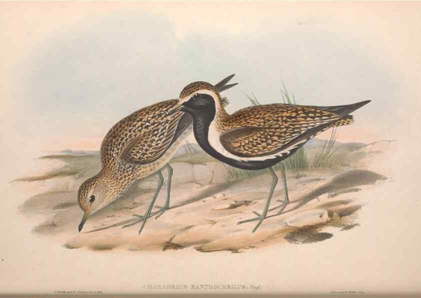 Reproducción/Reproduction 36556399060: The birds of Australia.. London,Printed by R. and J. E. Taylor; pub. by the author,[1840]-48.