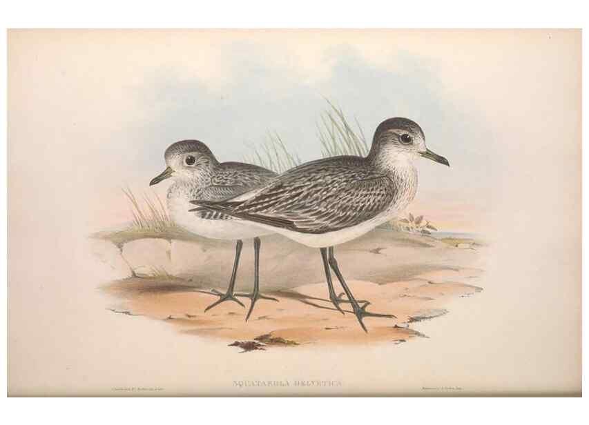 Reproducción/Reproduction 36556397850: The birds of Australia.. London,Printed by R. and J. E. Taylor; pub. by the author,[1840]-48.