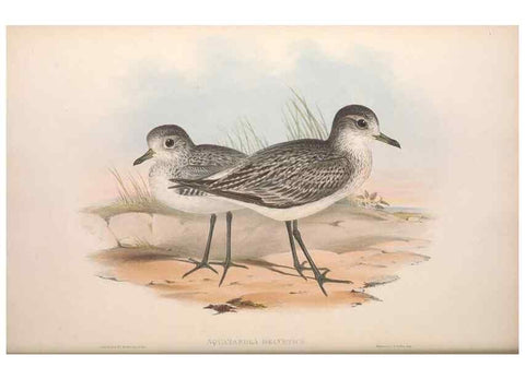 Reproducción/Reproduction 36556397850: The birds of Australia.. London,Printed by R. and J. E. Taylor; pub. by the author,[1840]-48.