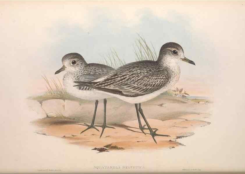 Reproducción/Reproduction 36556397850: The birds of Australia.. London,Printed by R. and J. E. Taylor; pub. by the author,[1840]-48.