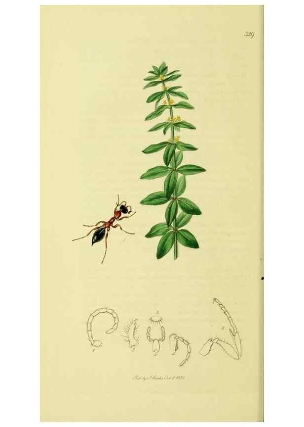 Reproducción/Reproduction 36236667161: British entomology :. London,Printed for the author,1823-1840 [i.e. 1840].