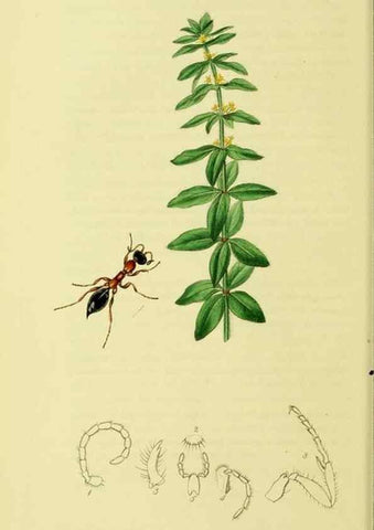 Reproducción/Reproduction 36236667161: British entomology :. London,Printed for the author,1823-1840 [i.e. 1840].