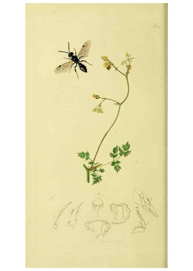 Reproducción/Reproduction 36373404925: British entomology :. London,Printed for the author,1823-1840 [i.e. 1840].