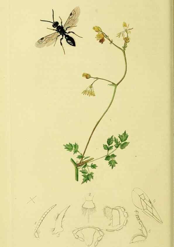 Reproducción/Reproduction 36373404925: British entomology :. London,Printed for the author,1823-1840 [i.e. 1840].