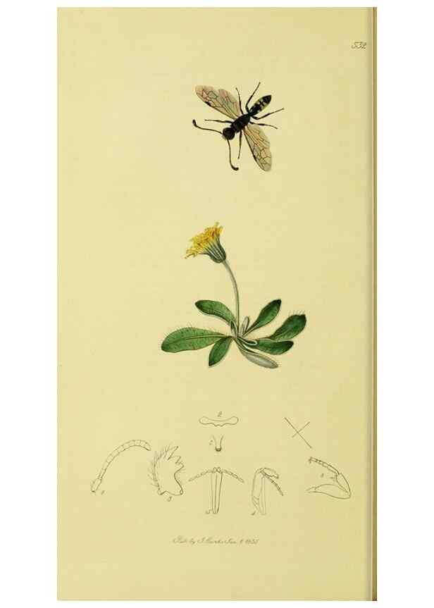 Reproducción/Reproduction 36373407165: British entomology :. London,Printed for the author,1823-1840 [i.e. 1840].