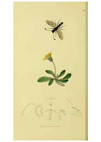 Reproducción/Reproduction 36373407165: British entomology :. London,Printed for the author,1823-1840 [i.e. 1840].