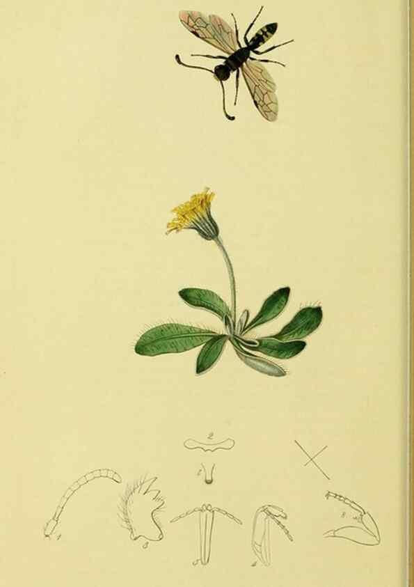 Reproducción/Reproduction 36373407165: British entomology :. London,Printed for the author,1823-1840 [i.e. 1840].