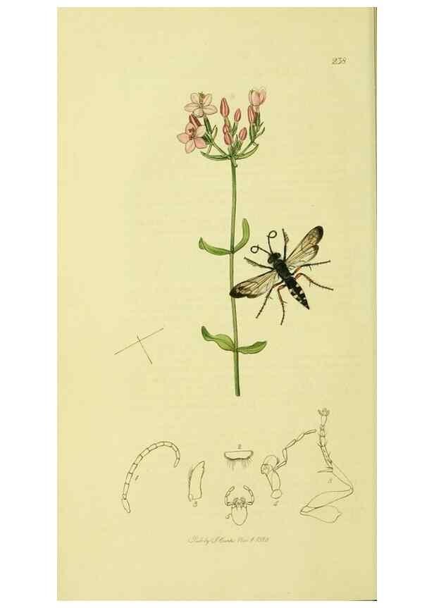 Reproducción/Reproduction 36373409435: British entomology :. London,Printed for the author,1823-1840 [i.e. 1840].