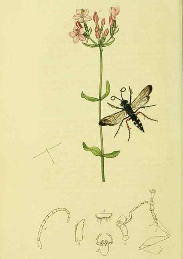 Reproducción/Reproduction 36373409435: British entomology :. London,Printed for the author,1823-1840 [i.e. 1840].