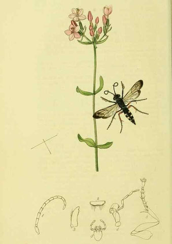 Reproducción/Reproduction 36373409435: British entomology :. London,Printed for the author,1823-1840 [i.e. 1840].