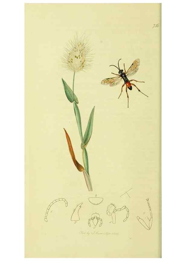 Reproducción/Reproduction 36373411575: British entomology :. London,Printed for the author,1823-1840 [i.e. 1840].