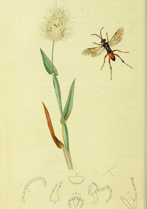 Reproducción/Reproduction 36373411575: British entomology :. London,Printed for the author,1823-1840 [i.e. 1840].