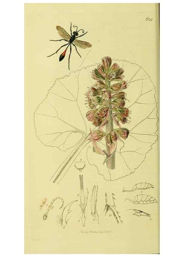 Reproducción/Reproduction 36373413685: British entomology :. London,Printed for the author,1823-1840 [i.e. 1840].