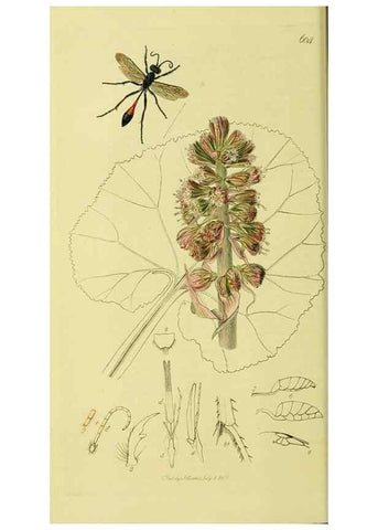 Reproducción/Reproduction 36373413685: British entomology :. London,Printed for the author,1823-1840 [i.e. 1840].