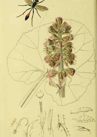 Reproducción/Reproduction 36373413685: British entomology :. London,Printed for the author,1823-1840 [i.e. 1840].