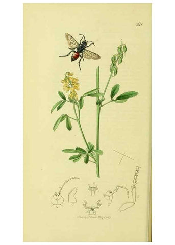 Reproducción/Reproduction 36373416095: British entomology :. London,Printed for the author,1823-1840 [i.e. 1840].