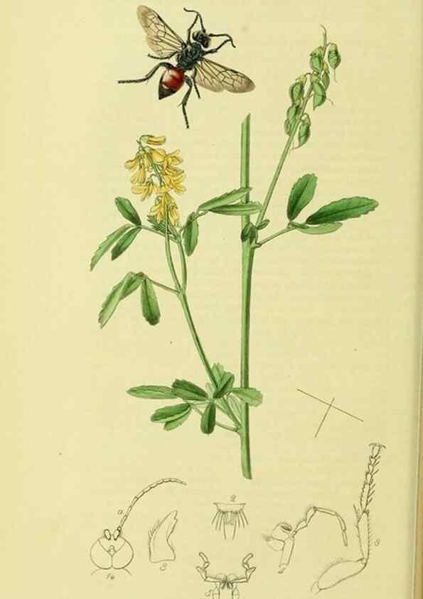 Reproducción/Reproduction 36373416095: British entomology :. London,Printed for the author,1823-1840 [i.e. 1840].
