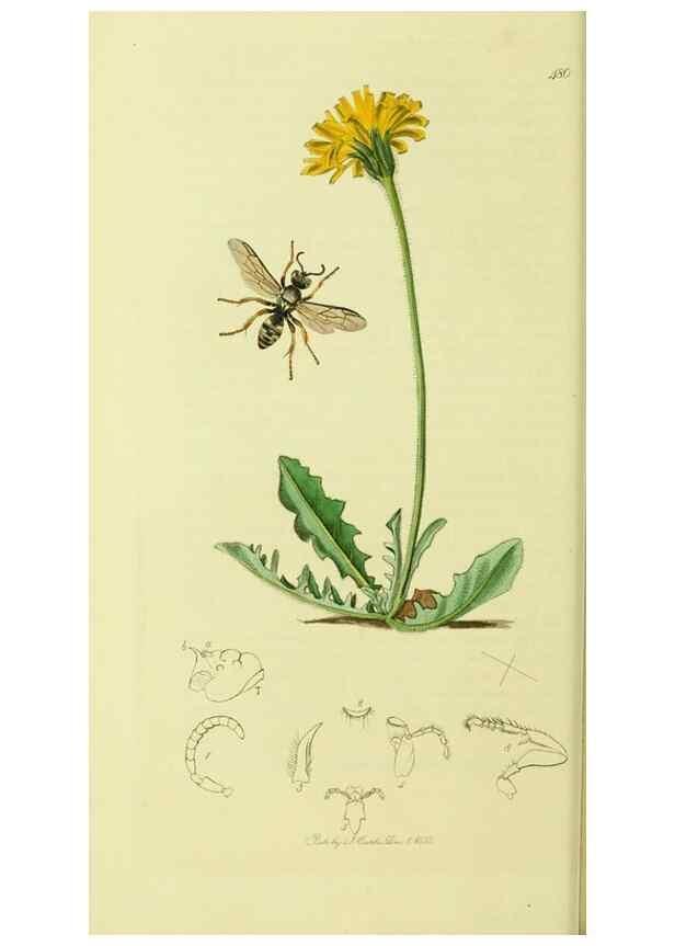Reproducción/Reproduction 36373418845: British entomology :. London,Printed for the author,1823-1840 [i.e. 1840].