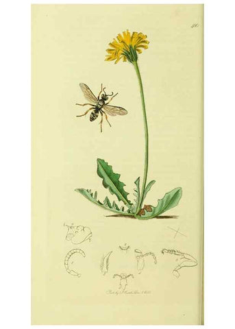 Reproducción/Reproduction 36373418845: British entomology :. London,Printed for the author,1823-1840 [i.e. 1840].