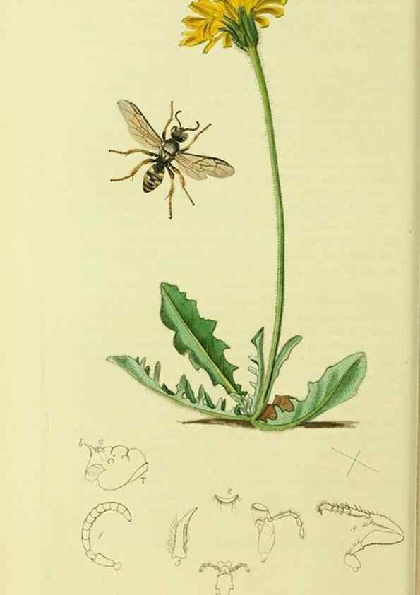 Reproducción/Reproduction 36373418845: British entomology :. London,Printed for the author,1823-1840 [i.e. 1840].
