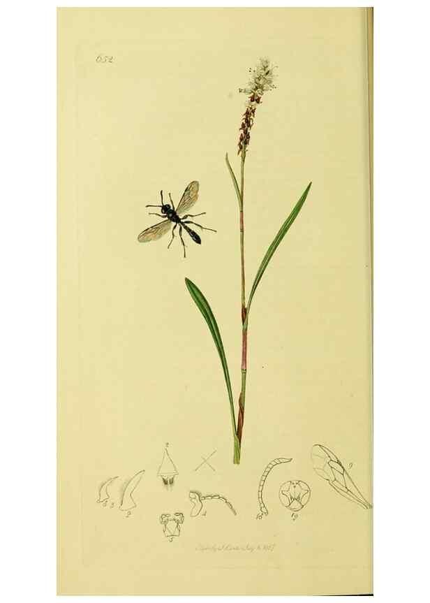 Reproducción/Reproduction 36373421035: British entomology :. London,Printed for the author,1823-1840 [i.e. 1840].