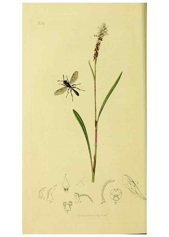 Reproducción/Reproduction 36373421035: British entomology :. London,Printed for the author,1823-1840 [i.e. 1840].